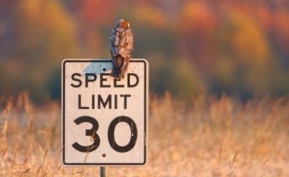 Τα πουλιά «τηρούν» τα όρια ταχύτητας