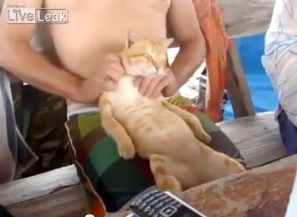 Βίντεο- Αυτό θα πει… γατίσια ζωή