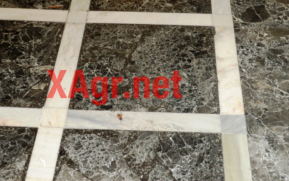 Χ.Α.:Κατσαρίδες και πλημμυρισμένες αίθουσες στη βουλή