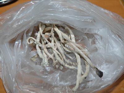 Διακινούσε παραισθησιογόνα μανιτάρια