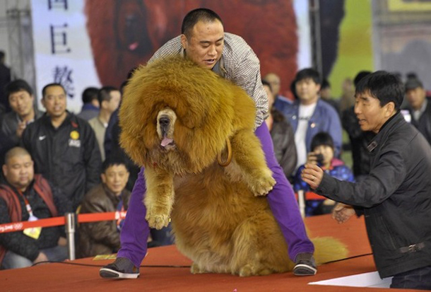 Θιβετιανό Μαστίφ, το ακριβότερο είδος σκύλου