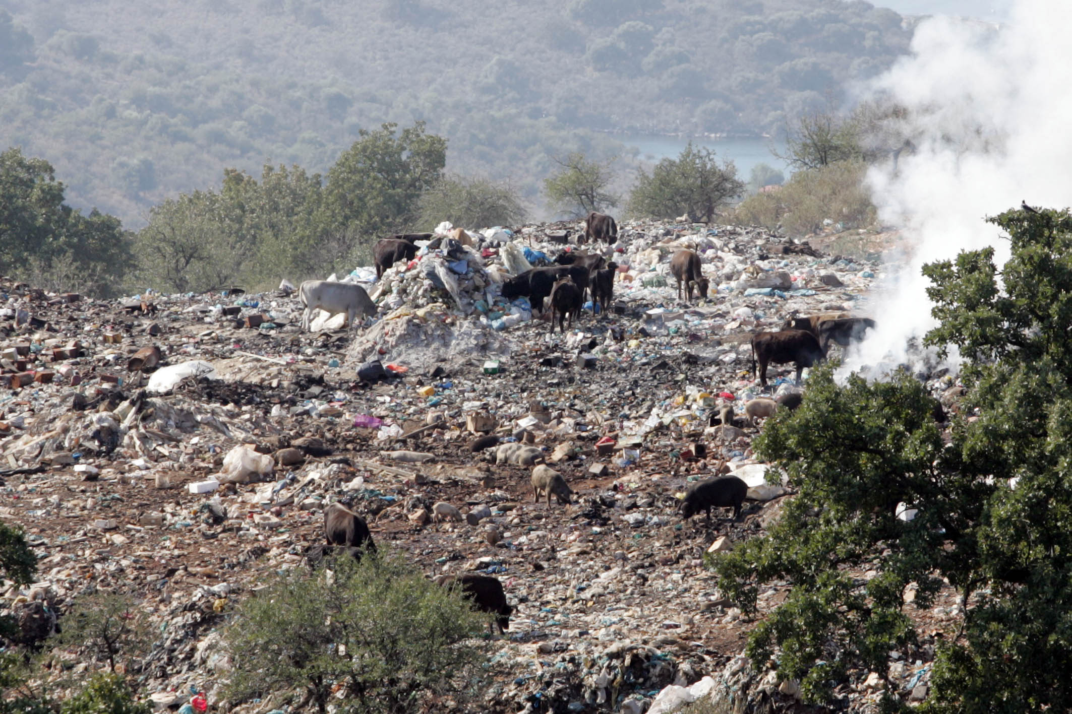 ΒΙΝΤΕΟ-Χωματερή και γουρούνια στην παραλία του Λούρου