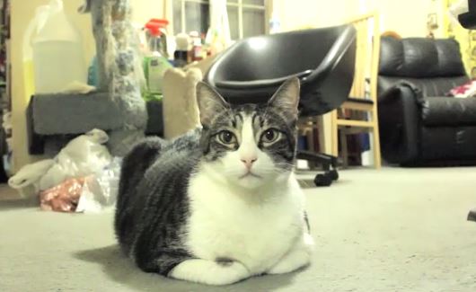 ΒΙΝΤΕΟ- Η γάτα και… η φράουλα