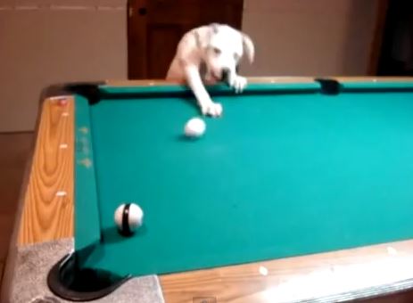 ΒΙΝΤΕΟ-Σκύλος παίζει μπιλιάρδο