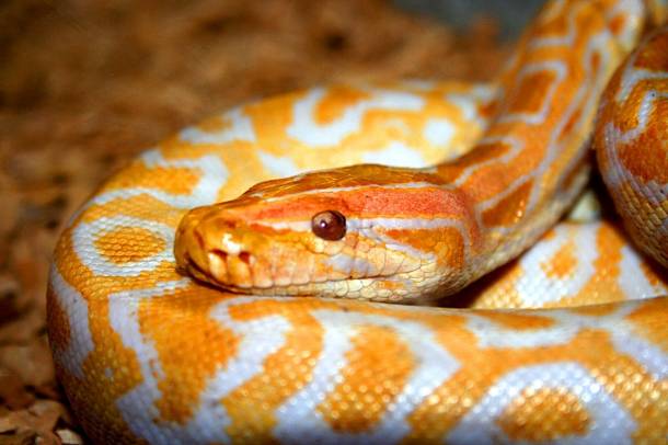 Βρήκαν 40 πύθωνες σε δωμάτιο ξενοδοχείου