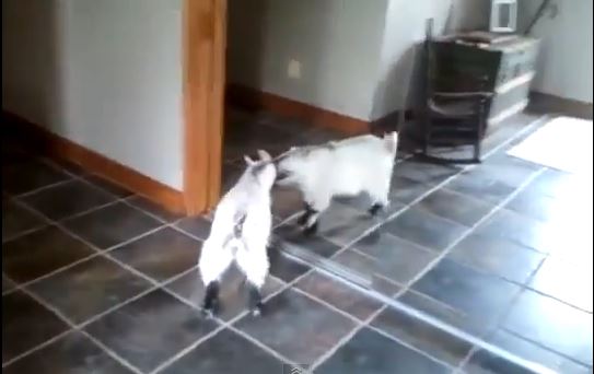 ΒΙΝΤΕΟ: Η Σάρλοτ μισεί την εικόνα της