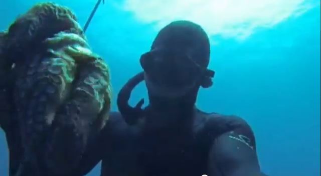 BINTEO- O Ρουβάς και το… χταπόδι