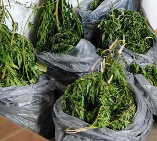 Τον συνέλαβαν για καλλιέργεια και κατοχή κάνναβης