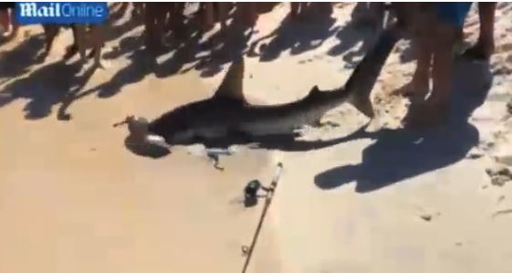 Καρχαρίας γέννησε μπροστά σε λουόμενους