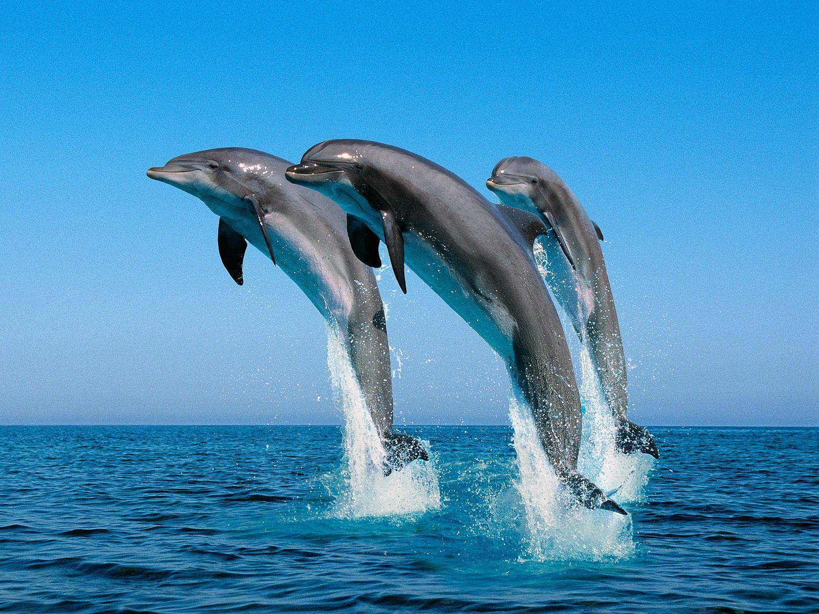 Τα δελφίνια έχουν ισχυρότερη μνήμη από τους ελέφαντες