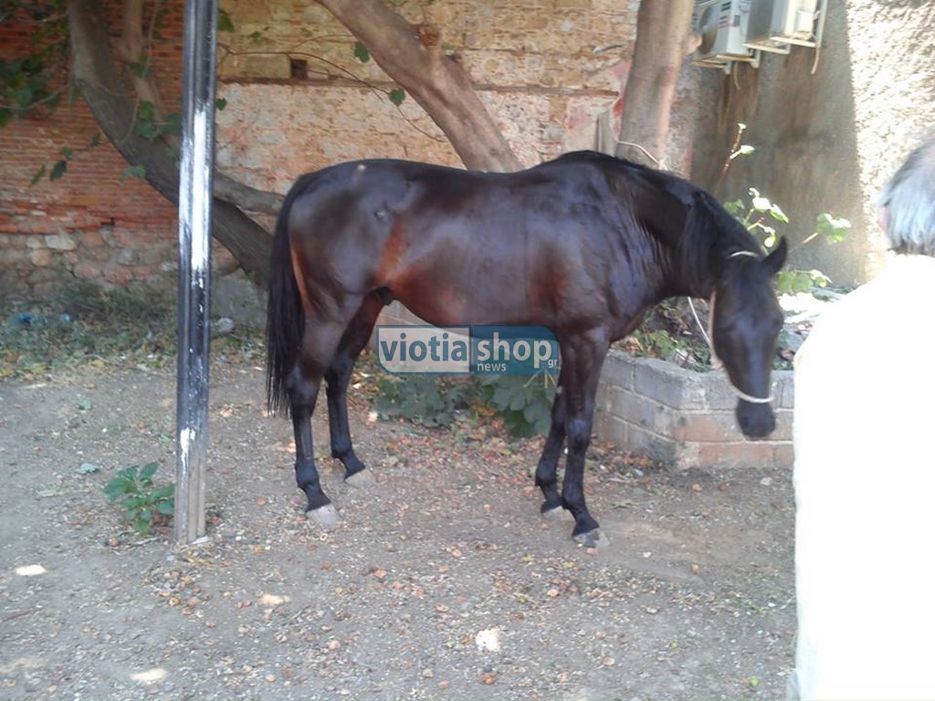 ΦΩΤΟ-Ένα άλογο στο κέντρο της Θήβας
