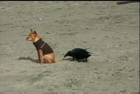 ΒΙΝΤΕΟ-Οι φάρσες των… ζώων