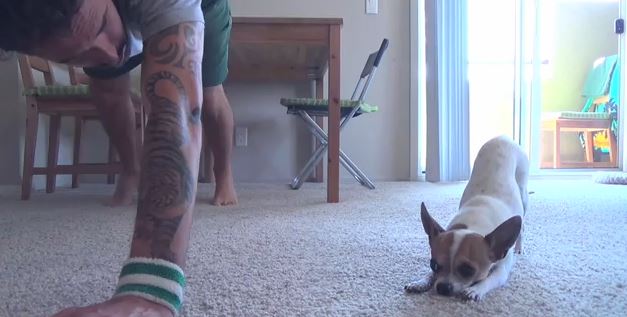 ΒΙΝΤΕΟ-Τσιουάουα κάνει γιόγκα!