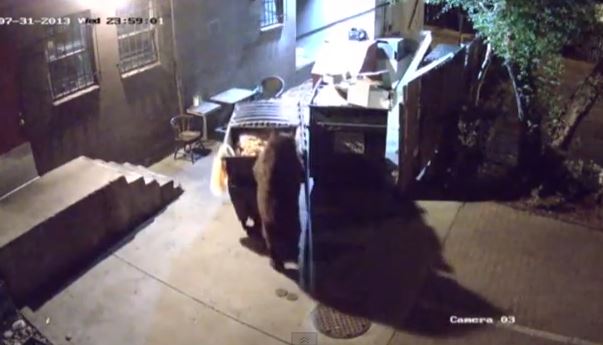 ΒΙΝΤΕΟ- Η αρκούδα … σκουπιδιάρης