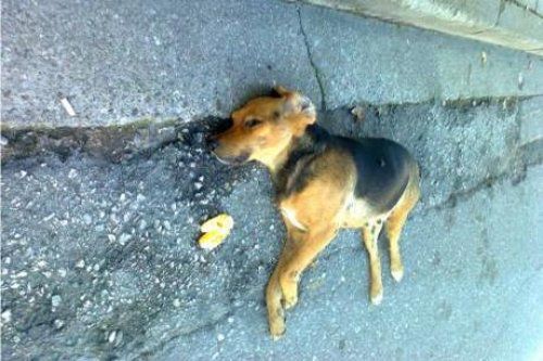 Δηλητηριάζουν ζώα