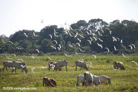 Η μαφία… των βοσκών