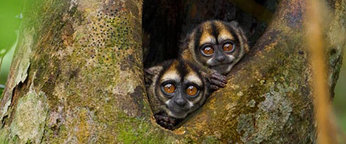 Λύθηκε το μυστικό της μονογαμίας