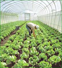 Φυτεία ινδικής κάνναβης στο Ρέθυμνο