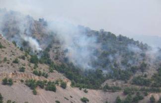 Έκαψαν δάσος