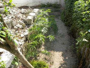 Δενδρύλλια κάνναβης στον κήπο