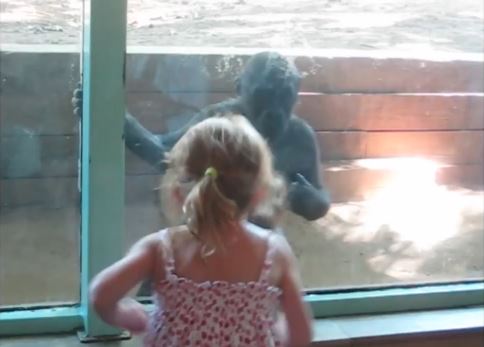 ΒΙΝΤΕΟ-Κοριτσάκι παίζει με γοριλάκι