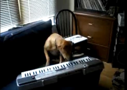 ΒΙΝΤΕΟ-Ο σκύλος… τραγουδοποιός