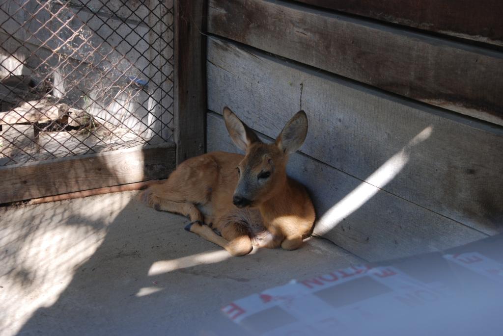 Περιπατητές έσωσαν τραυματισμένο ζαρκάδι
