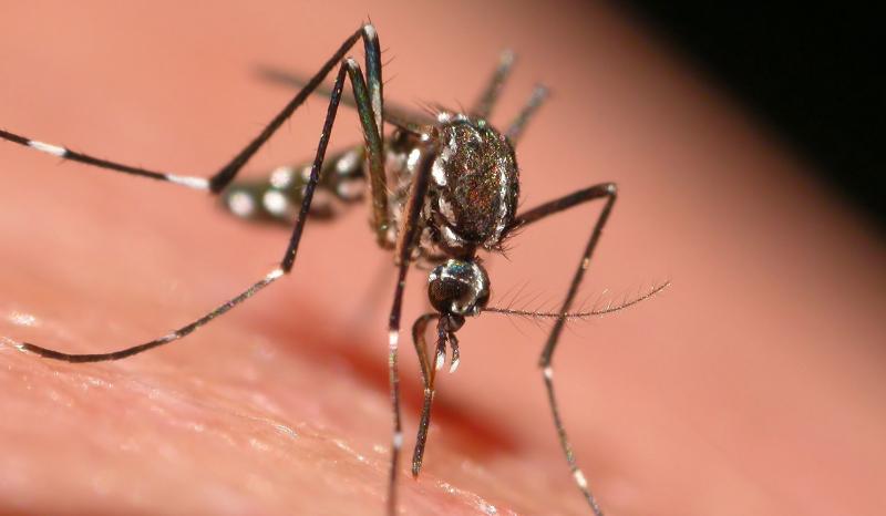 Προσωρινά παράλυτος μετά το τσίμπημα κουνουπιού