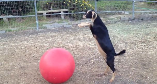 ΒΙΝΤΕΟ: Το κατσικάκι και η… μπάλα