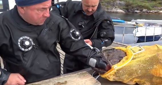 Ψάρι «εκδικείται» τον ψαρά