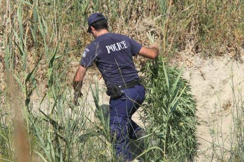 Χασισοφυτεία με… δημοτικό πότισμα