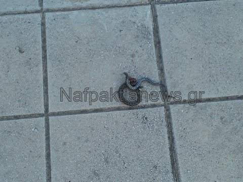 ΦΩΤΟ-Φίδι σε αποδυτήρια