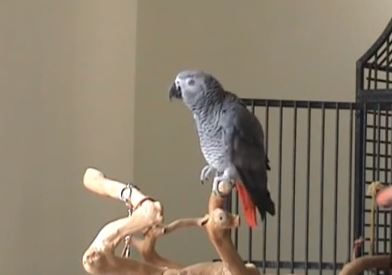 ΒΙΝΤΕΟ- Ο αισιόδοξος παπαγάλος