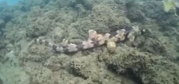 ΒΙΝΤΕΟ-Ο καρχαρίας που περπατάει