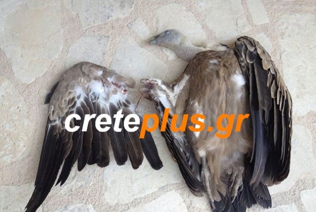 Γύπας θύμα …ανεμογεννήτριας