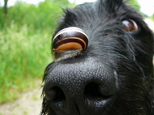 «Γρήγορα» σαλιγκάρια σκοτώνουν… σκύλους