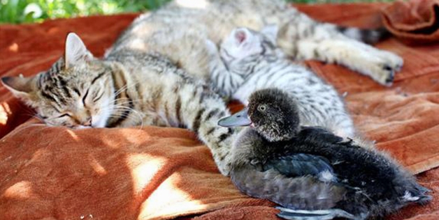 ΦΩΤΟ- Γάτα υιοθέτησε παπάκι