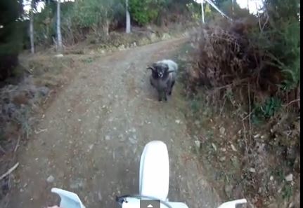 Κριάρι VS μοτοσικλέτας