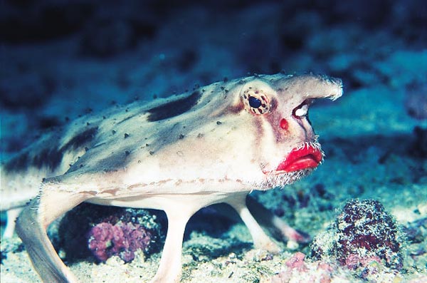 ΦΩΤΟ-Το ψάρι με τα κόκκινα χείλη