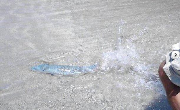 Επικίνδυνο λαγόψαρο στην Ιεράπετρα