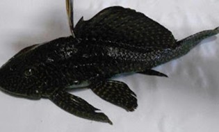 Καστοριά: Εντοπίστηκε ψάρι του Αμαζονίου