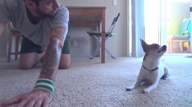 Τσιουάουα κάνει ασκήσεις γιόγκα με το αφεντικό του