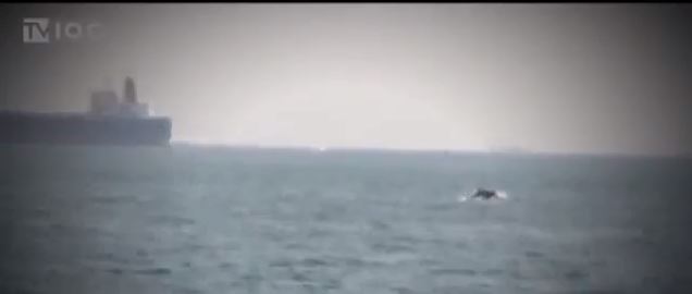 ΒΙΝΤΕΟ-Δελφίνια στο Θερμαϊκό κόλπο