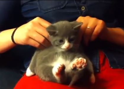 ΒΙΝΤΕΟ-Η γάτα που λατρεύει το μασάζ