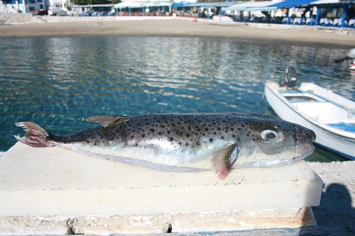 ΦΩΤΟ-Ψάρεψαν λαγοκέφαλο στη Νάξο