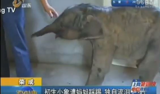 ΒΙΝΤΕΟ-Ελεφαντάκι έκλαιγε 5 ώρες