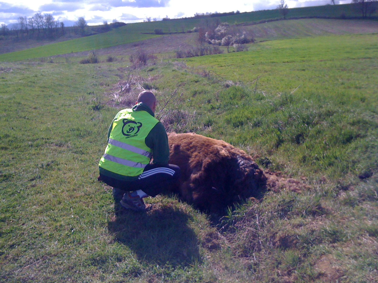 Νεκρή αρκούδα στην Καστοριά