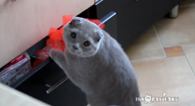 ΒΙΝΤΕΟ-Τον έπιασε στα… πράσα