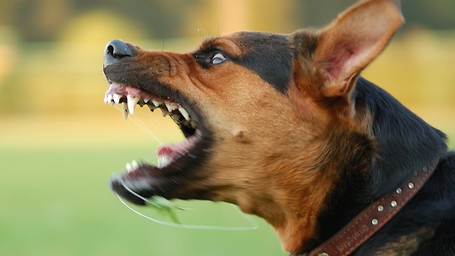 Ληστεία με την απειλή… σκύλου