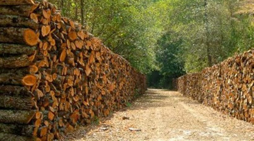 Έκλεψαν 450 τόνους καυσόξυλα